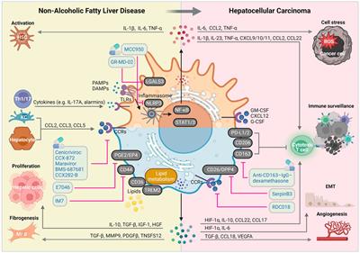 The contradictory roles of macrophages in non-alcoholic fatty liver disease and primary liver cancer—Challenges and opportunities